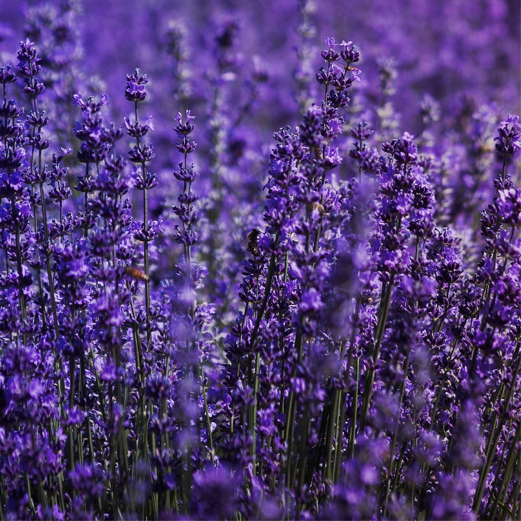 AROMATIC PERFUMES